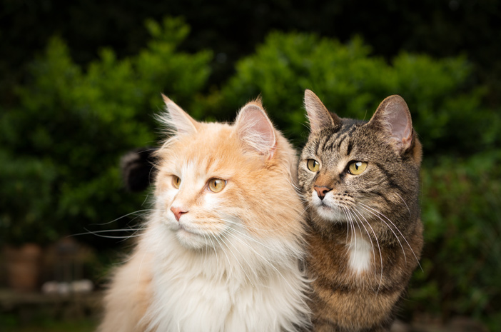 fakta kucing bisa menemukan jalan pulang